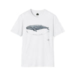 Pacific Gray Whale — Migration Line  