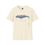 Pacific Gray Whale — Migration Line  